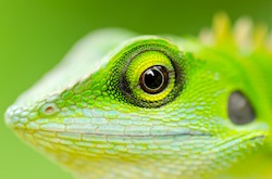 Close up green lizard